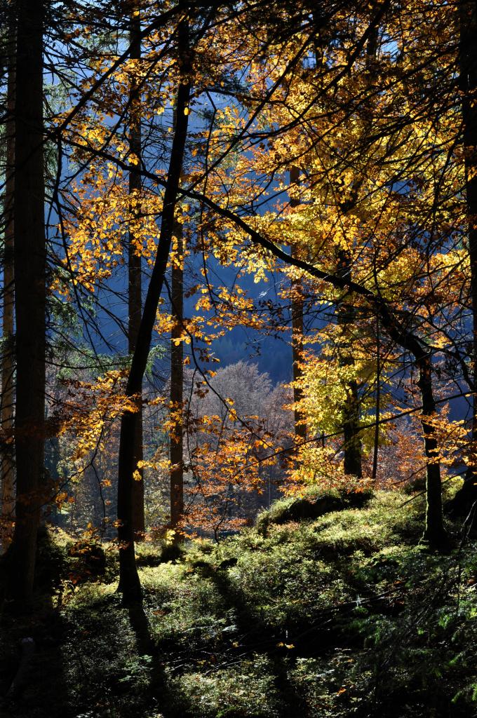 Harmonia octobre 2011 - Bavière